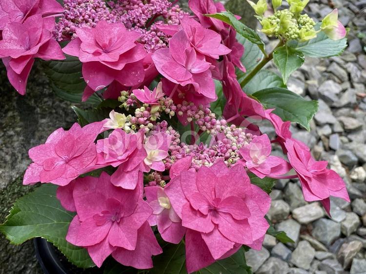 ピンク色の星咲きあじさい 紫陽花,ピンク色,星咲きの写真素材