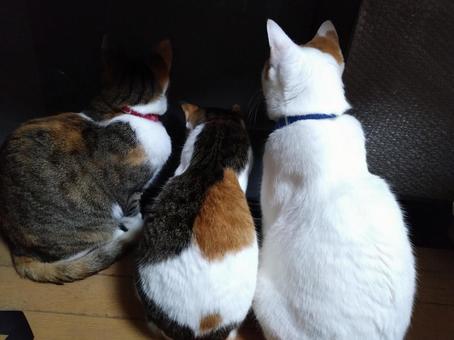 なに見てる? なに見てる? ねこ,猫,ペットの写真素材