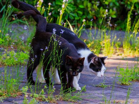 いつも仲良しな野良猫です。 いつも仲良しな野良猫です。の写真