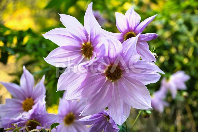 透明感のある皇帝ダリアの花 皇帝ダリア,ピンク,紫の写真素材