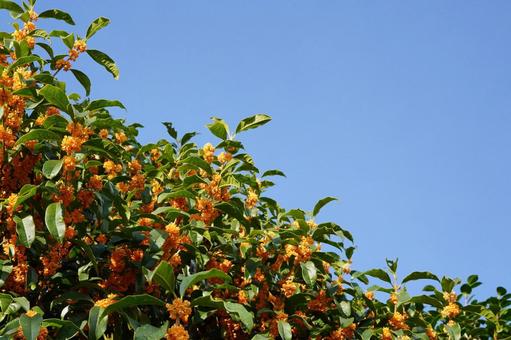 キンモクセイと青空1 キンモクセイ,金木犀,甘い匂いの写真素材