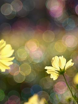 コスモスの写真