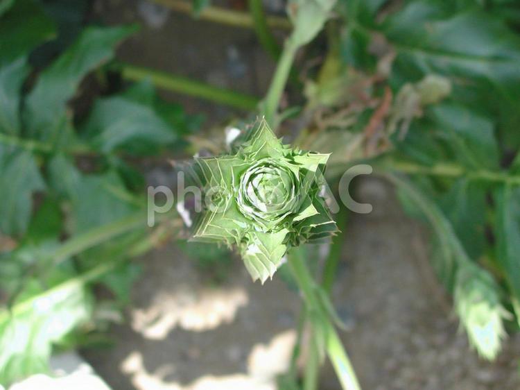 六角形に見える植物 植物,グリーン,緑の写真素材