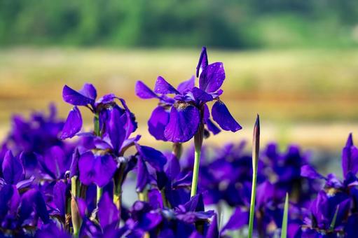 菖蒲の花 菖蒲の花の写真