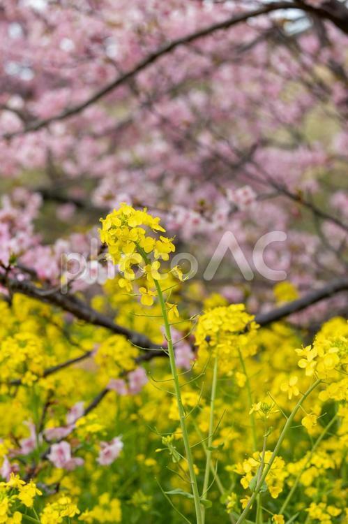 菜の花と桜 桜,菜の花,河津桜の写真素材