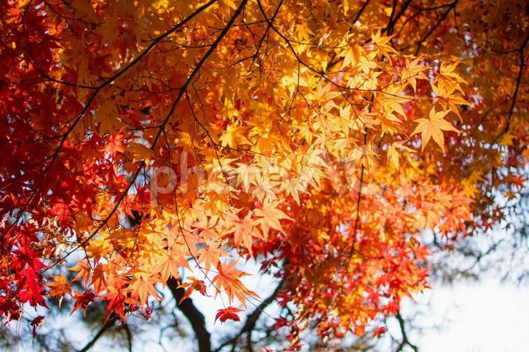 木漏れ日の中の紅葉 紅葉,楓,秋の写真素材
