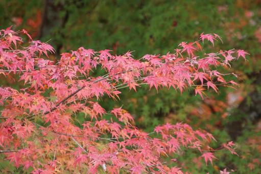 紅葉 紅葉の写真