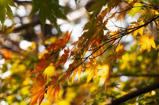 強い光に透ける赤と黄金色のモミジの紅葉 紅葉,黄葉,モミジの写真素材