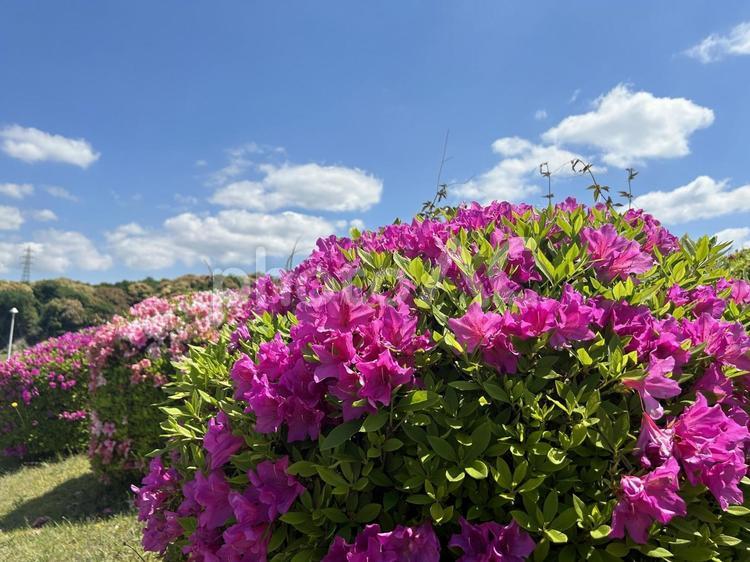 アザレアと空 アザレア,アゼリア,花の写真素材