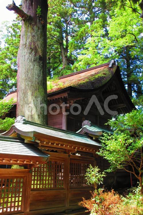 富山県-雄山神社-前立社壇-本殿 雄山神社,前立社壇,越中国の写真素材