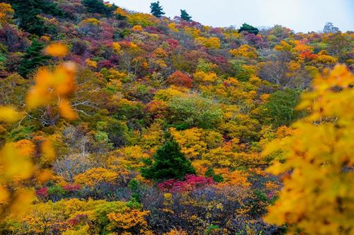 錦繍の紅葉と栗駒山の山肌 錦繍の紅葉と栗駒山の山肌 秋,紅葉,黄葉の写真素材