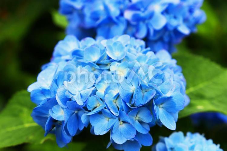 青色の紫陽花 紫陽花,アジサイ,あじさいの写真素材