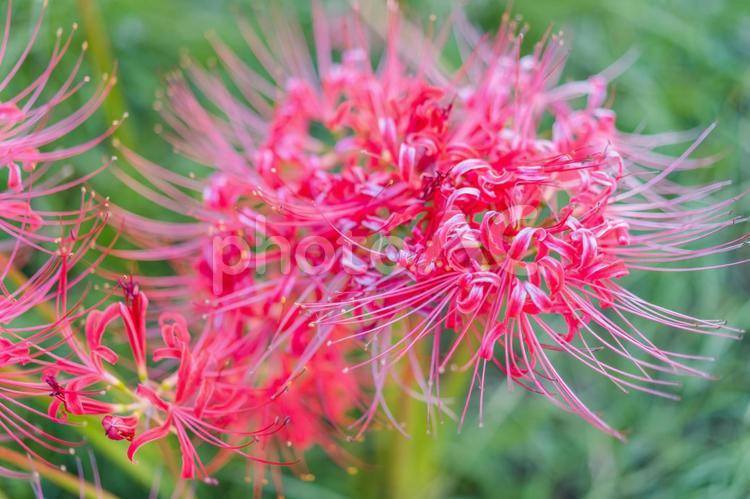 9月花　ヒガンバナ・ヒガンバナ科 花,植物,彼岸花の写真素材