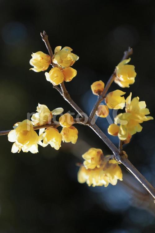 日差しを受ける蝋梅の花 蝋梅,ロウバイ,花の写真素材