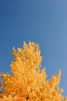 空と銀杏 銀杏,青空,紅葉の写真素材
