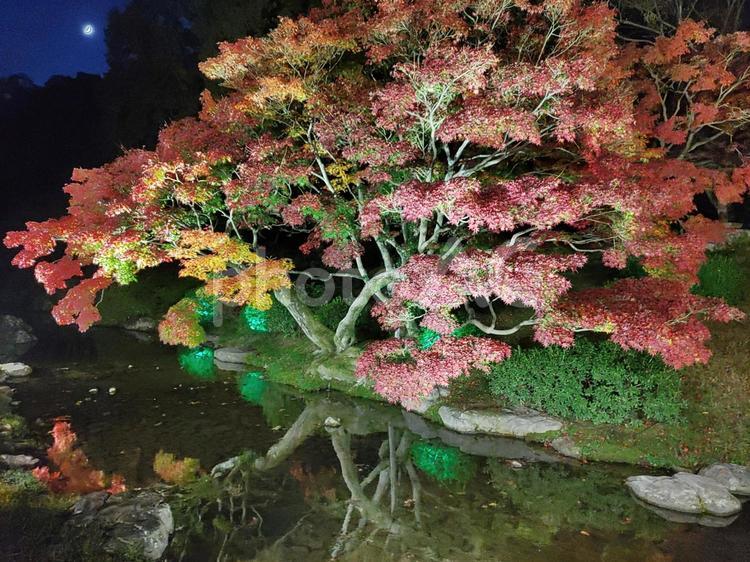 栗林公園ライトアップ 香川県,栗林公園,紅葉の写真素材