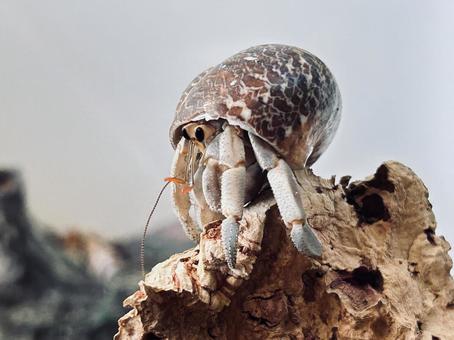 ヤドカリしゃがみポーズA ヤドカリしゃがみポーズAの写真