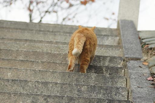 ねこ 箱座り,飼い猫,家猫の写真素材