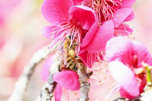 梅林公園 梅の花 梅林公園 梅の花 の写真