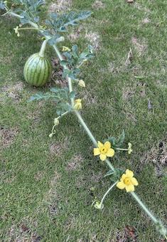小玉スイカの赤ちゃん誕生!雄花もね(縦 小玉スイカの赤ちゃん誕生!雄花もね(縦 スイカ,小玉スイカ,夏の写真素材