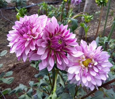 ダリア ダリア,ピンク色,ガーデニングの写真素材