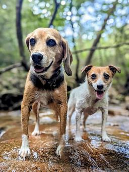 川辺でクールダウン 川辺でクールダウン 犬,ビーグル,ジャックラッセルテリアの写真素材