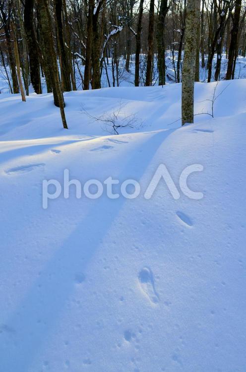 雪山に小動物の足跡が残る 雪,雪山,足跡の写真素材