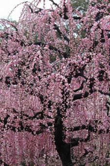 ウメの花 ウメの花の写真
