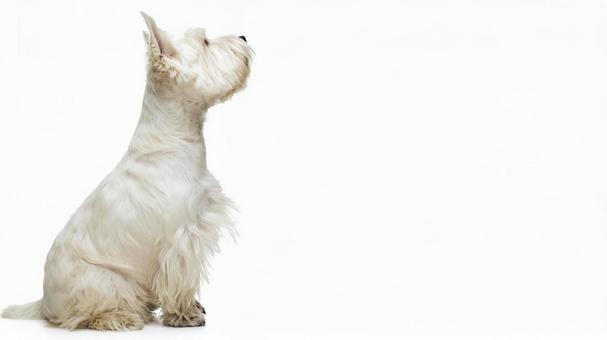 ウェスティ8 ウェスティ8の写真