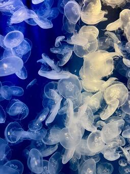 海月の写真素材｜写真素材なら「写真AC」無料（フリー）ダウンロードOK