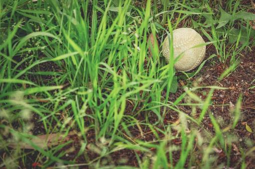 草むらの中の野球ボール 屋外,自然,公園の写真素材