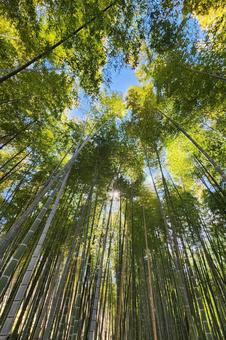 竹林 竹林 竹,自然,鮮やかの写真素材