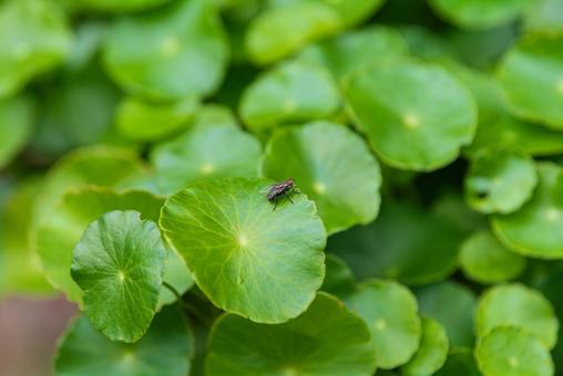 Photo, housefly, fly, insect, 