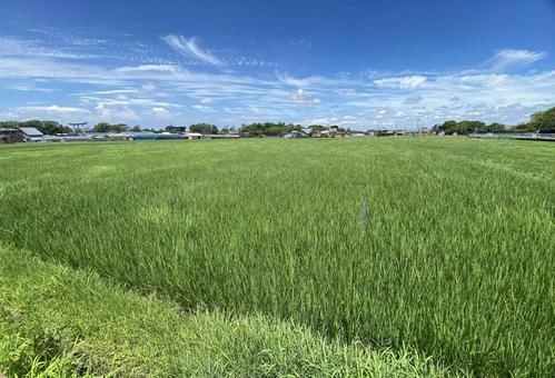 Photo, paddy field, july, midsummer, 