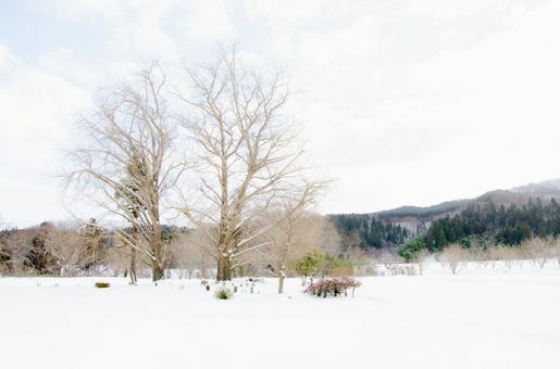 雪と木 雪と木 冬,winter,雪の写真素材