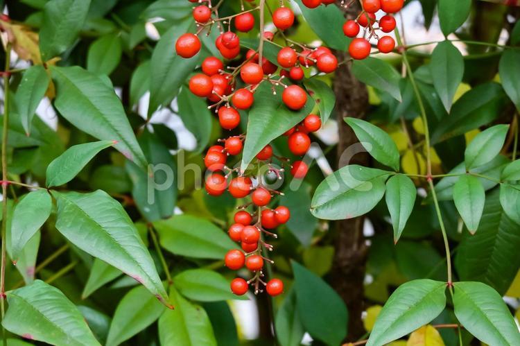 南天の木 南天,実,植物の写真素材