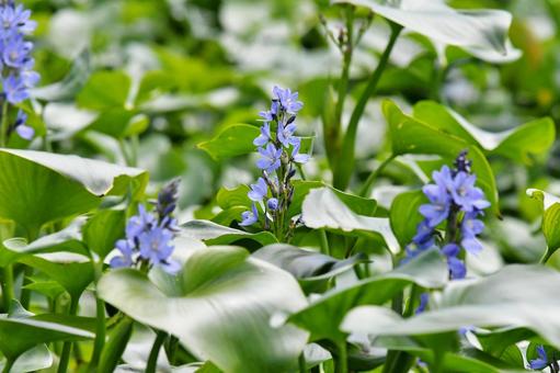 ミズアオイ、青紫の花 ミズアオイ、青紫の花の写真