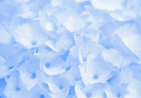 6月梅雨の時期の青い紫陽花の背景素材画像 6月梅雨の時期の青い紫陽花の背景素材画像 紫陽花,アジサイ,梅雨の写真素材