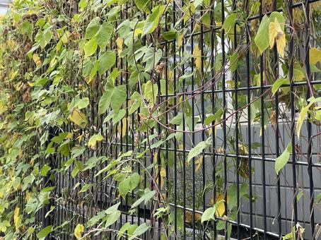 神田川10月：ツタのツルの金網フェンス ツタ,ツル,植物の写真素材