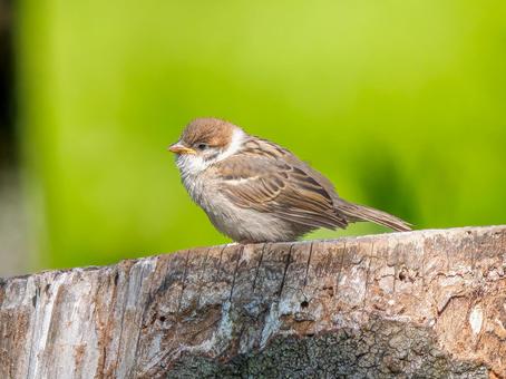 切り株にとまるスズメ 切り株にとまるスズメ スズメ,雀,鳥の写真素材
