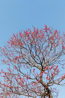 青空に映える満開の紅梅 梅,迎春,梅の花の写真素材