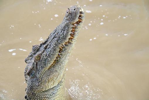 水中から頭をだすクロコダイル 水中から頭をだすクロコダイル クロコダイル,ワイルド,怖いの写真素材