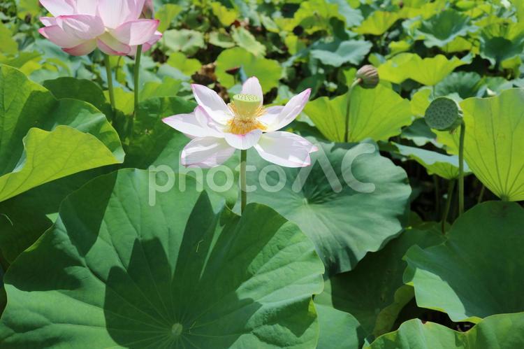 真夏の蓮の花 夏,蓮,花の写真素材
