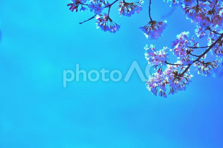 桜（山梨・新倉山浅間公園） 桜,富士山,新倉山浅間公園の写真素材