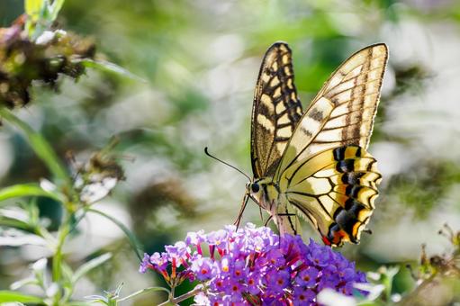 Photo, summer, butterfly, a whip, 