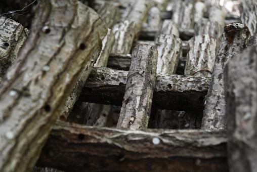 原木椎茸がたくさん並んでいる 椎茸,きのこ,原木の写真素材