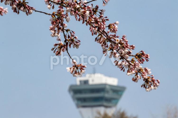 桜とつぼみと背景にぼやかした五稜郭タワー 五稜郭タワー,亀田川,柳川橋の写真素材