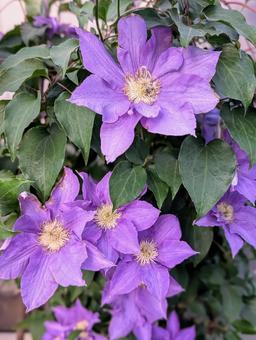 Photo, tessen, astonishment, flower, 