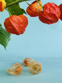 夏の風物詩|鮮やかに色づいたほおづき 夏の風物詩|鮮やかに色づいたほおづきの写真