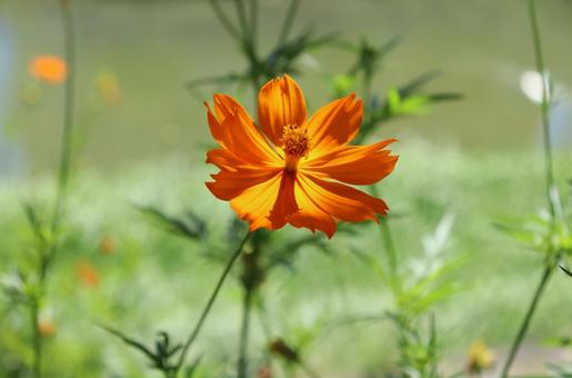 Vivid yellow cosmos with the river and bank in the background, JPG